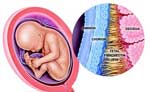 تست فیبرونکتین جنینی | دکتر پروانه سهامی