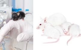 محققین رشد جنین موش را در حالت توقف نگاه داشتند