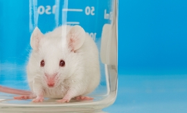 واکسن هرپس تناسلی در مطالعاتی که بر روی موش انجام گرفت، امید بخش بود