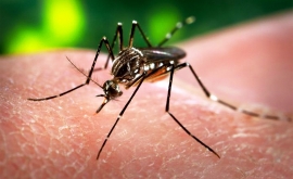 سازمان بهداشت جهانی اعلام کرد ویروس زیکا تهدید بین المللی به حساب می آید